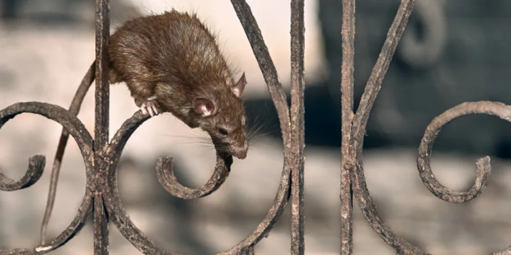 A higiene adequada desempenha um papel fundamental na prevenção de infestações por ratos