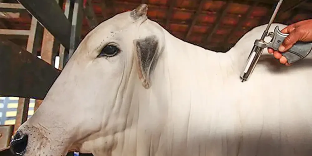 O ciclo de vacinação de bovinos e bubalinos contra a febre aftosa no Brasil começou há mais de 50 anos e o último registro da doença ocorreu em 2006