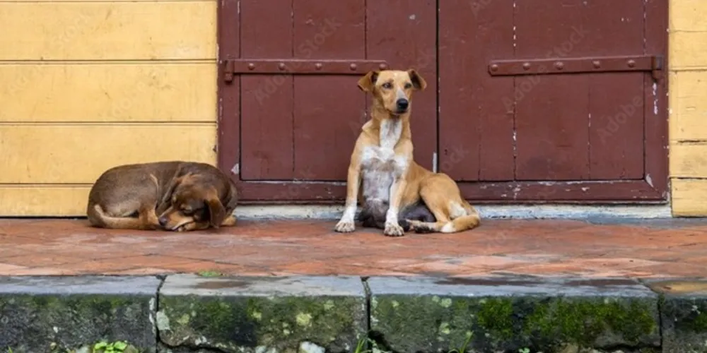A programação contempla 4 oficinas de prosa e poesia
