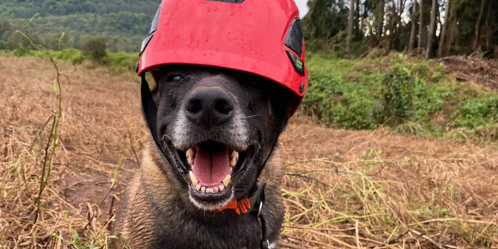 Dos 14 participantes do Paraná, sete são de Curitiba, quatro de Londrina, dois de Cianorte e um de Telêmaco Borba