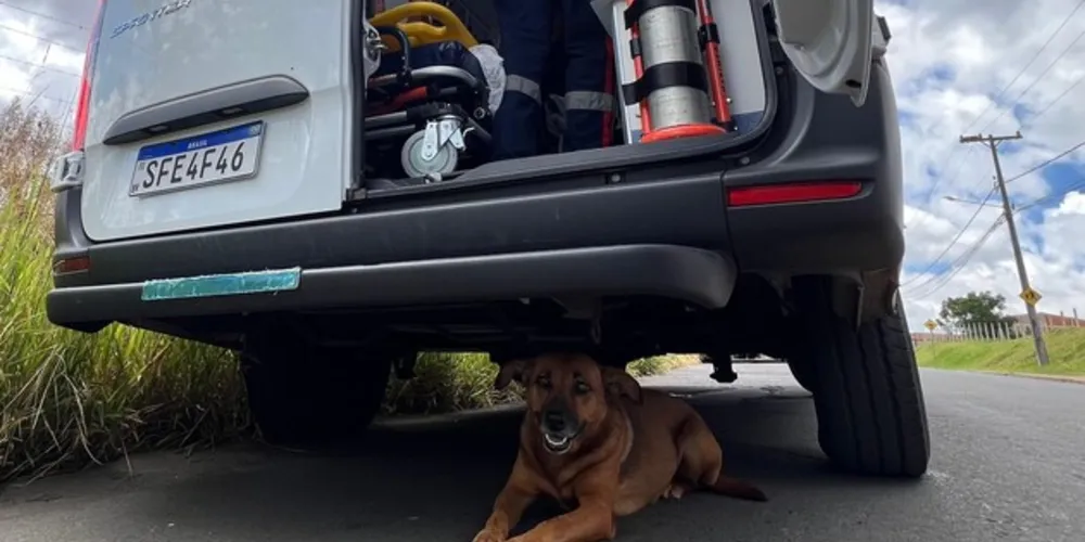 Cãozinho ficou próximo da ambulância durante todo o atendimento
