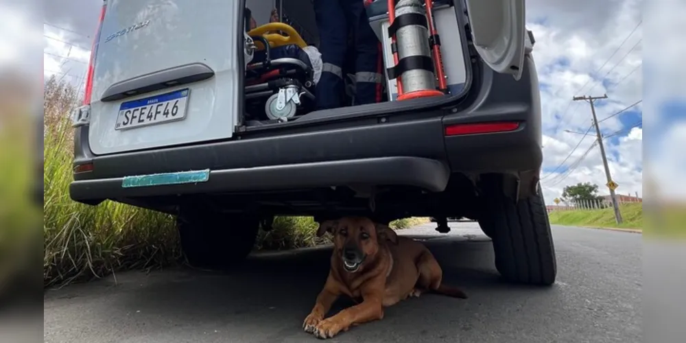 Cãozinho ficou próximo da ambulância durante todo o atendimento