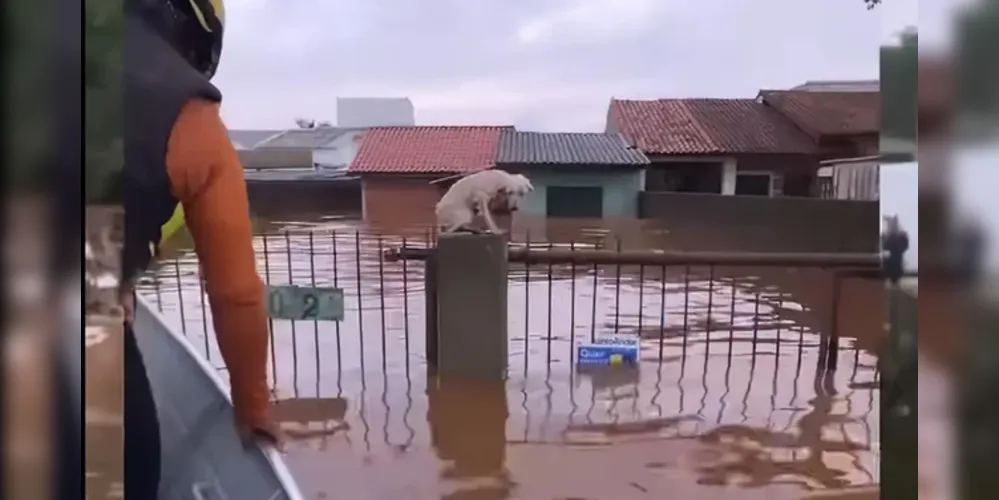 As equipes do Poder Público resgataram 3,2 mil animais até a noite de sábado (4)