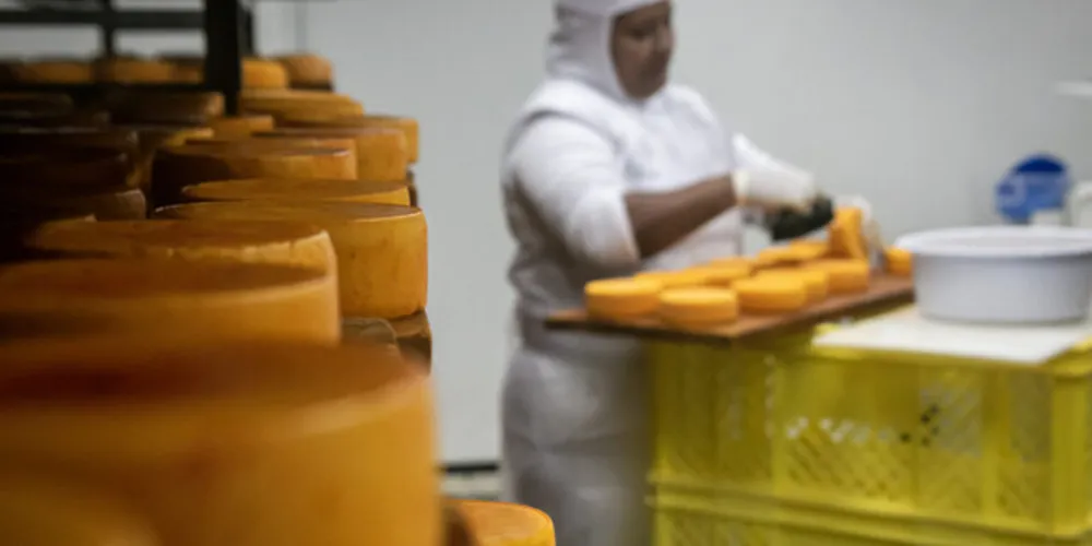 Witmarsum busca o bicampeonato no Mundial do Queijo