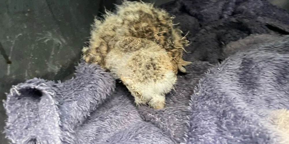 Coruja-buraqueira foi resgatada pelo Instituto Água e Terra em Pitanga