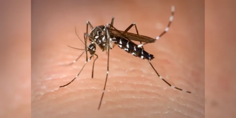 Este é o maior número de confirmações deste período epidemiológico, iniciado em 30 de julho de 2023, totalizando 113.194 casos