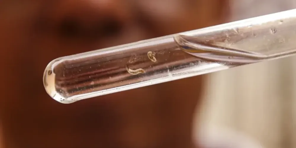 No próximo sábado (2), o Ministério da Saúde - em parceria com estados e municípios - vai realizar o Dia D de combate à doença