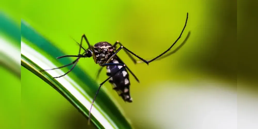 A iniciativa contempla medicamentos que tratam sintomas da dengue