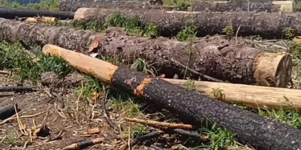 Desde o dia 19 de março, equipes do Batalhão de Polícia Ambiental estão realizando levantamentos de uma extensa área de desmatamento no município de Inácio Martins, nos Campos Gerais