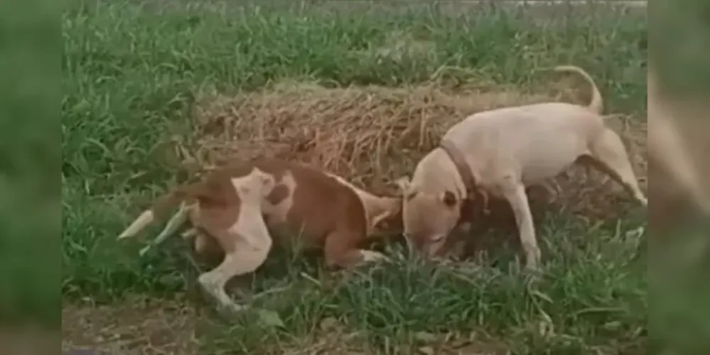 Em casos de múltiplas reicidências de ataques, o animal poderá ser apreendido