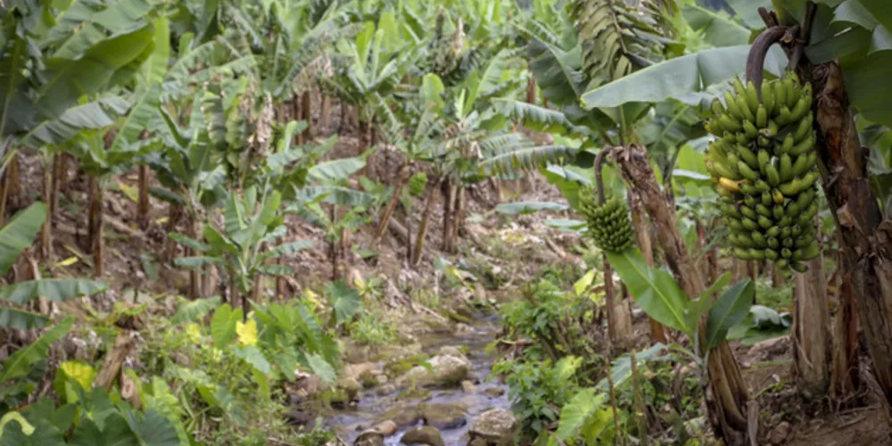 Estados do Sul debatem formas de reduzir emissão de gases de efeito estufa na agricultura