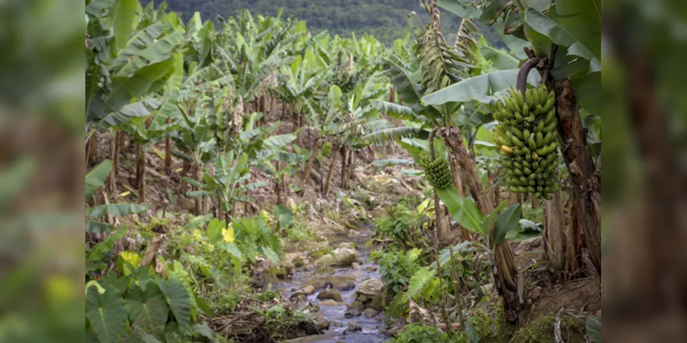 Estados do Sul debatem formas de reduzir emissão de gases de efeito estufa na agricultura