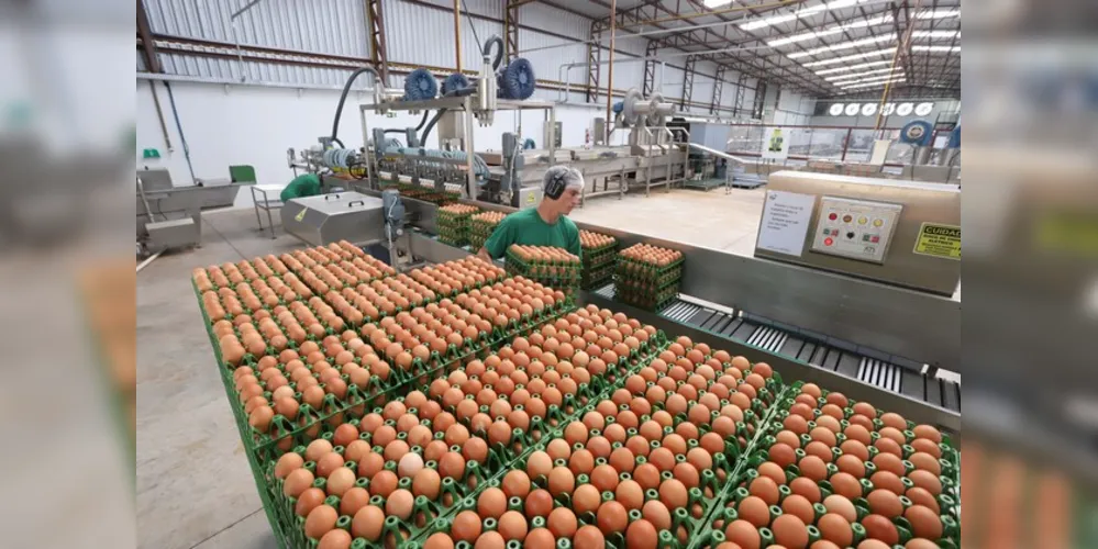 Paraná amplia participação na produção nacional de frangos, leite, ovos e suínos