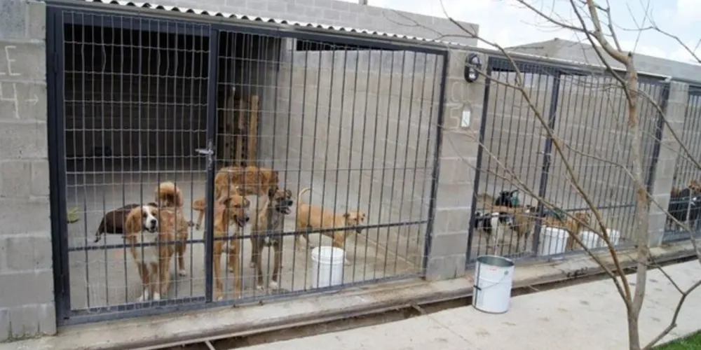Segundo o Executivo, os animais disponíveis para adoção no Canil Municipal de Ipiranga estão em busca de uma segunda chance.