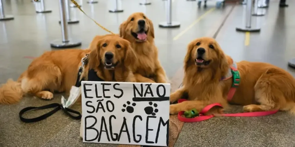Após morte de Joca, tutores se manifestam em aeroporto de Brasília