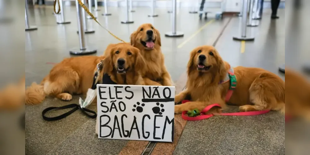 Após morte de Joca, tutores se manifestam em aeroporto de Brasília