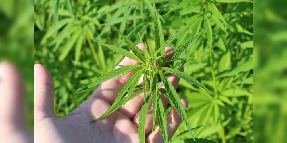 Antes de julho, a compra de maconha permanecerá ilegal