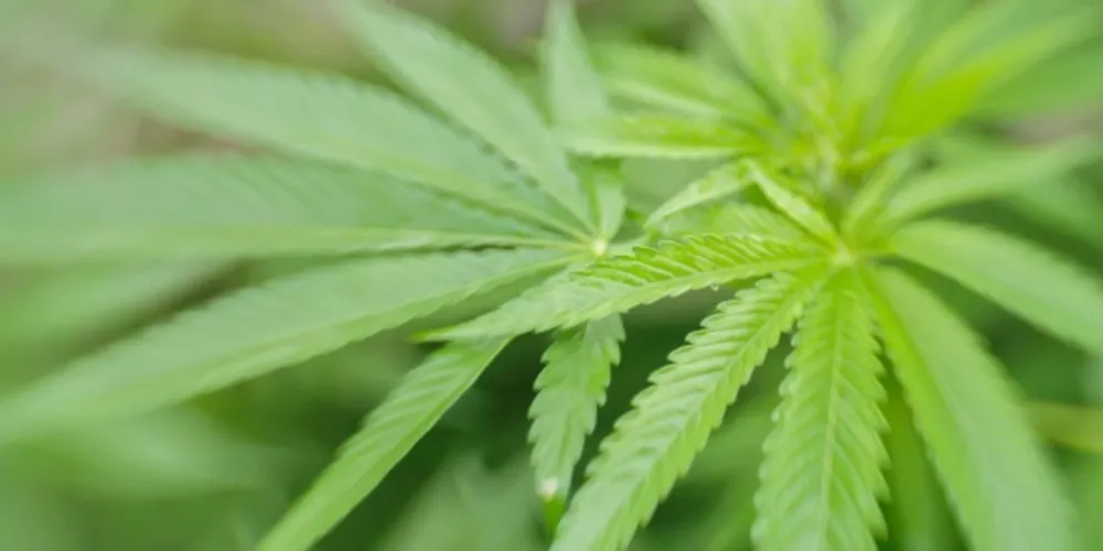 O pai da vítima revelou que a filha havia comido o doce de maconha