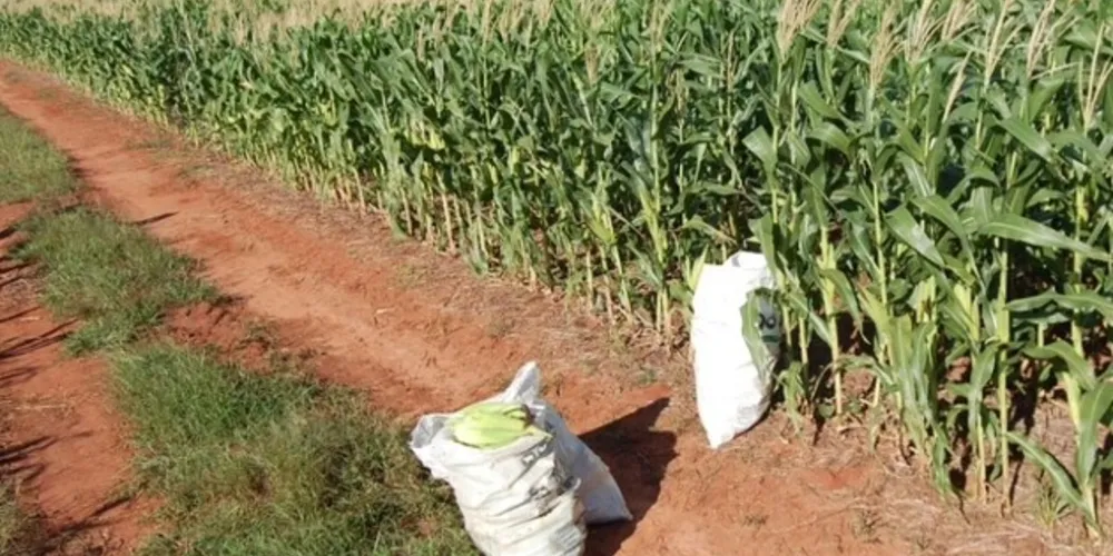 O caso aconteceu no município de Ivaí