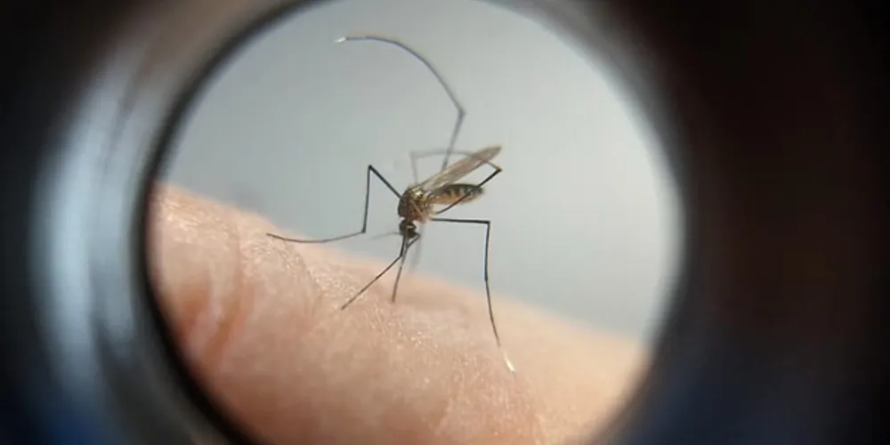 A prefeitura tem realizado a coleta de entulhos e materiais descartados de forma inadequada