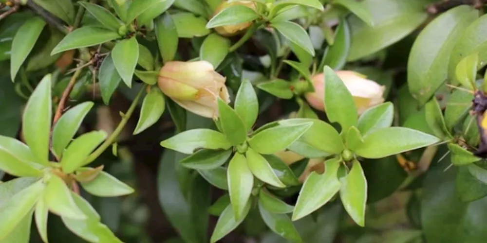 O chá de OPN pode ser feito com as folhas frescas ou desidratadas