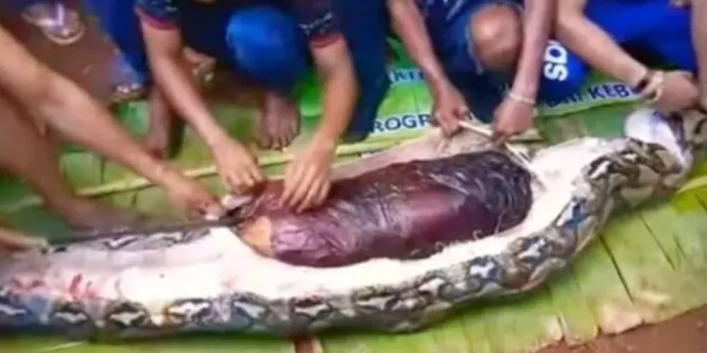 A píton, com impressionantes 7 metros de comprimento, engoliu Akbar inteiro