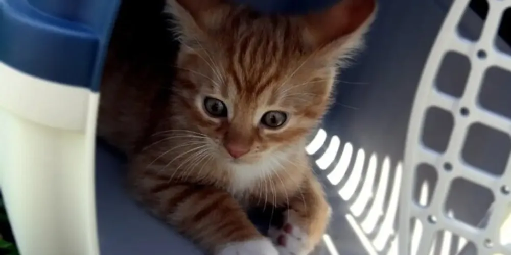 Profissionais fizeram um alerta às autoridades sobre a necessidade de regulamentar o transporte aéreo e rodoviário de animais no país