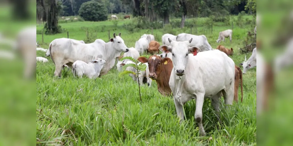 A atualização do rebanho é importante para os próprios produtores