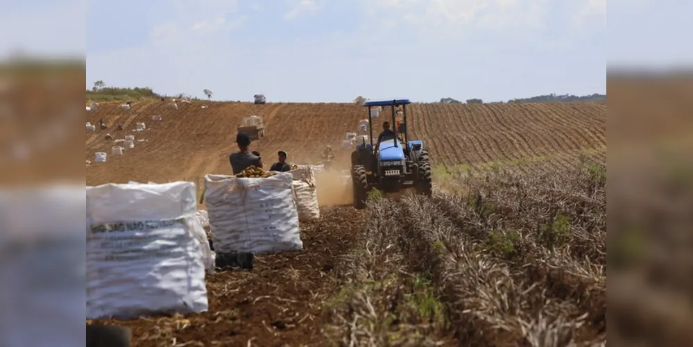 Produtores de soja, milho e bovinocultura de leite do Paraná estão entre os autorizados pelo CMN a renegociar as dívidas do crédito rural de investimento