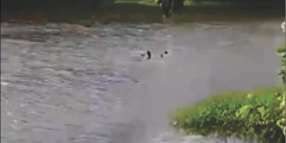 Equipes realizaram buscas no local