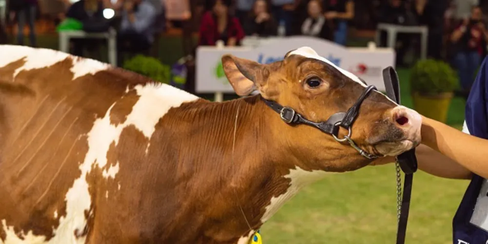 A Cooperativa Frísia também irá lançar uma trilha personalizada para a atividade de pecuária de leite