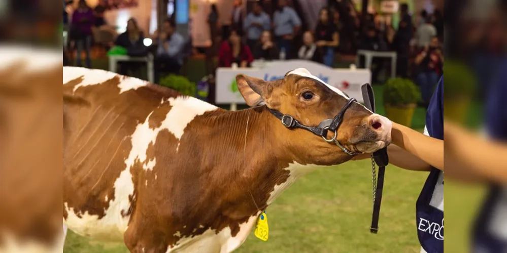 A Cooperativa Frísia também irá lançar uma trilha personalizada para a atividade de pecuária de leite