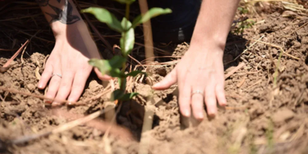 Lançado há uma década no Brasil, o programa já atuou na restauração de mais de 850 hectares pelo país