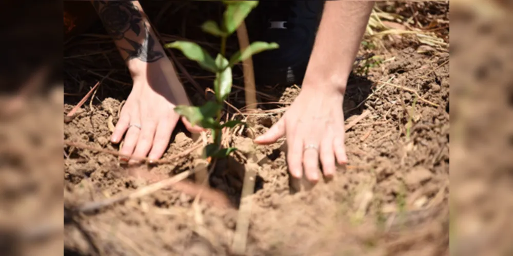 Lançado há uma década no Brasil, o programa já atuou na restauração de mais de 850 hectares pelo país