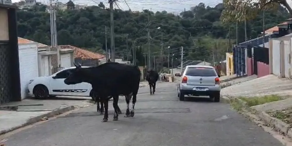 É possível ver que os animais andavam tranquilamente, porém atrapalhando o trânsito de veículos na rua