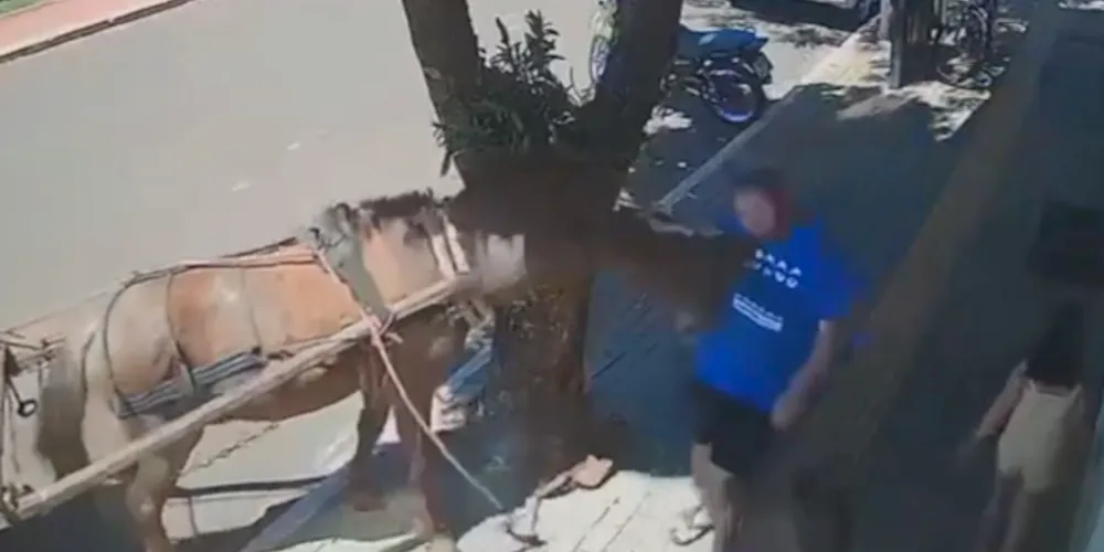 O burro mordeu e puxou com força, causando ferimentos no peito de Vicente