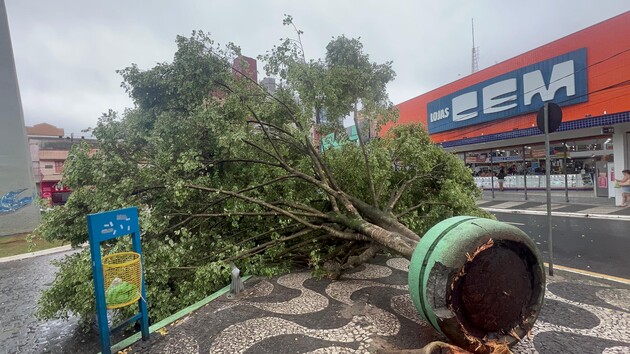 Árvore caiu no 'Ponto Azul' com os ventos fortes e chuva que atingiu a cidade nesta quinta-feira (21)