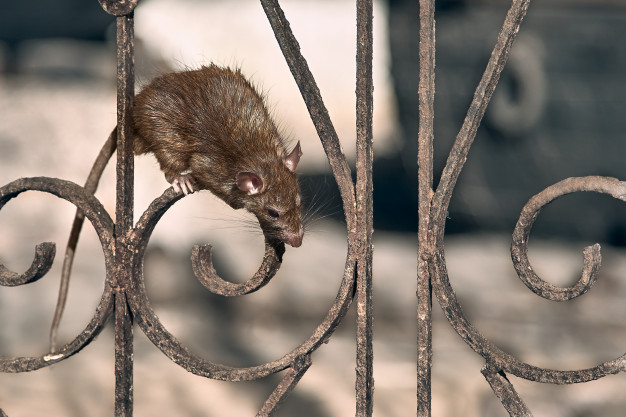 A higiene adequada desempenha um papel fundamental na prevenção de infestações por ratos