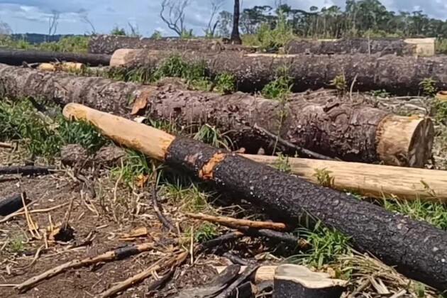Desde o dia 19 de março, equipes do Batalhão de Polícia Ambiental estão realizando levantamentos de uma extensa área de desmatamento no município de Inácio Martins, nos Campos Gerais