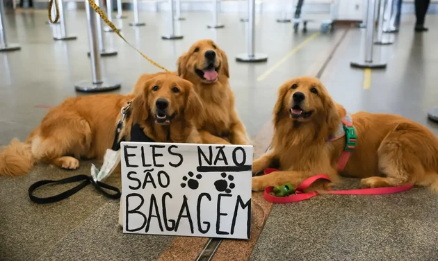 Após morte de Joca, tutores se manifestam em aeroporto de Brasília