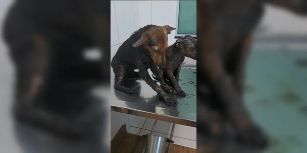 Em uma das publicações, foi divulgada a foto de dois cães que haviam caído em uma poça de piche, onde pedia apoio financeiro para tratar dos animais em nome da ONG