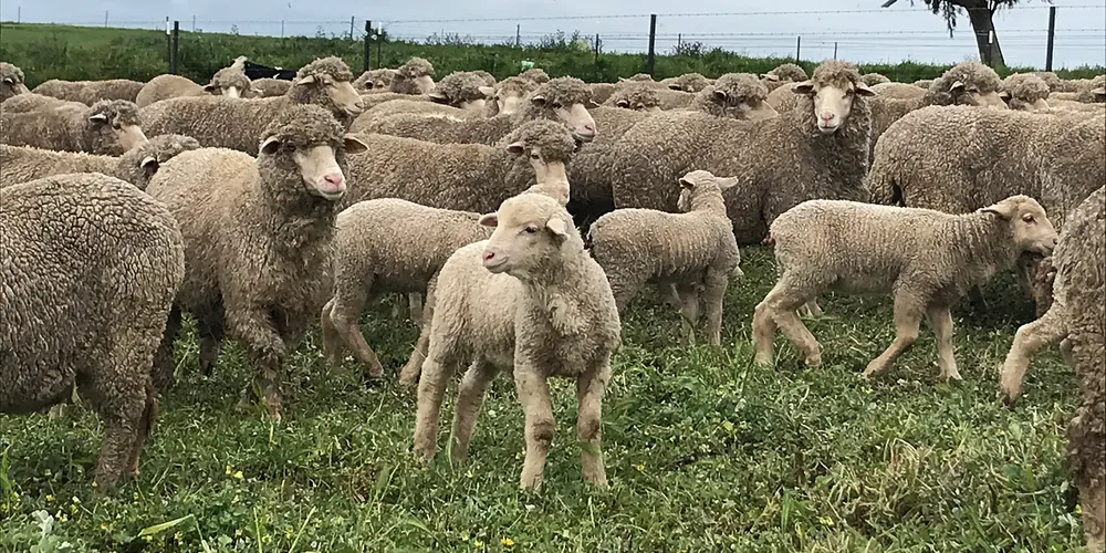 A medida também está sendo estudada porque o Paraná possui o oitavo maior rebanho de ovinos do Brasil