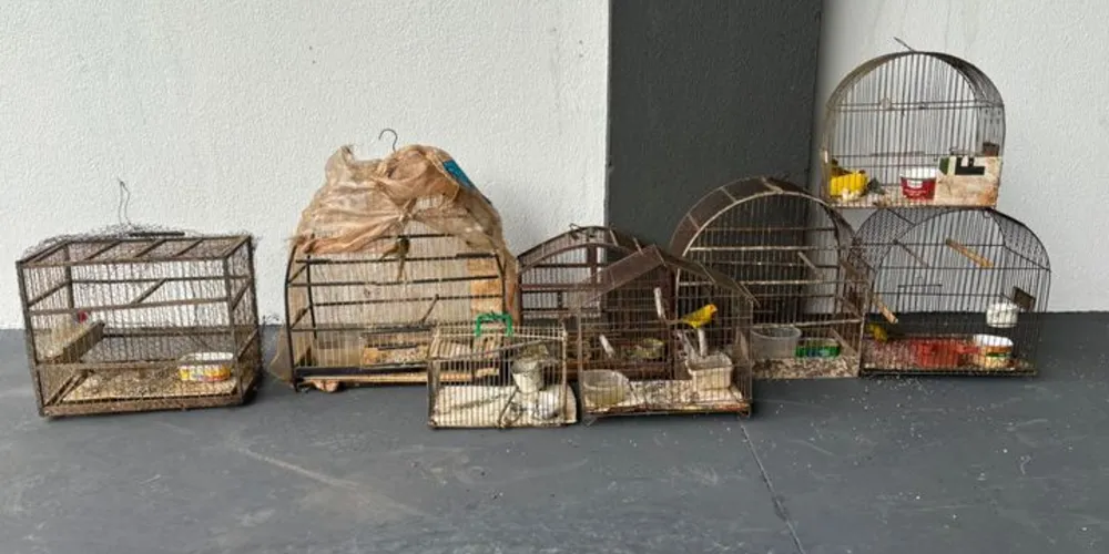 A equipe foi acionada por meio de uma denúncia maus-tratos a animais, mas chegando ao local também foram encontradas oito gaiolas com canários-terra