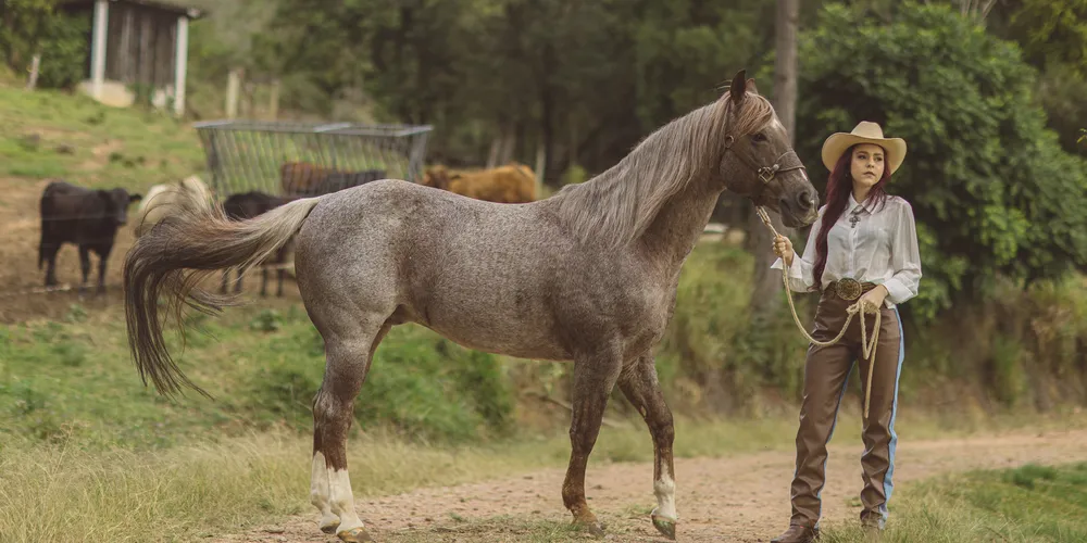 O 402Ranch, centro de criação de cavalos Quarto de Milha é um vibrante centro equestre.