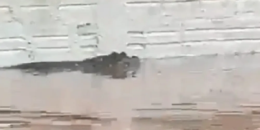 Jacaré é visto em Porto Alegre