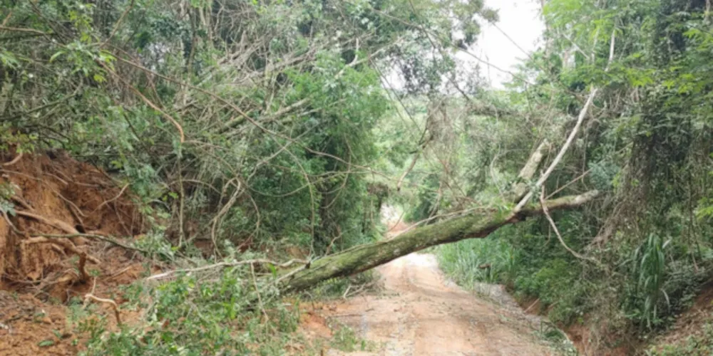 Corta de árvore aconteceu em Barra Bonita, área rural de Reserva