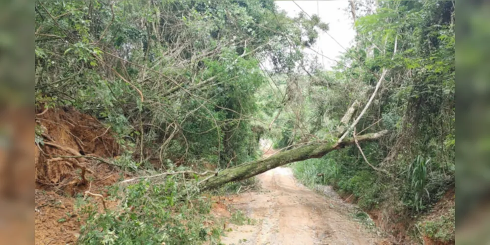 Corta de árvore aconteceu em Barra Bonita, área rural de Reserva