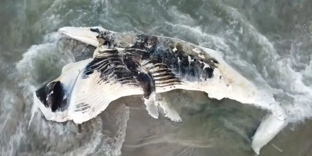 Amostras biológicas poderão ajudar a determinar causa da morte