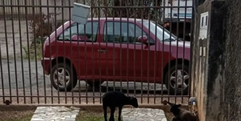 Carro de cor vermelha tem placas AFI3323