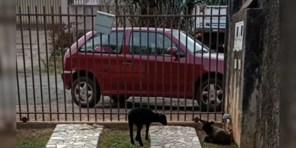 Carro de cor vermelha tem placas AFI3323